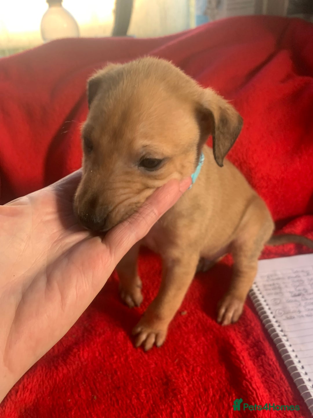 Lurcher dogs for sale: Family friendly pups - Image 12
