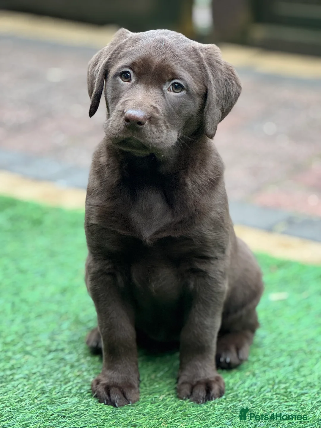 Labrador Retriever dogs for sale: Gorgeous Chunky Chocolate KC Girl - Advert 3