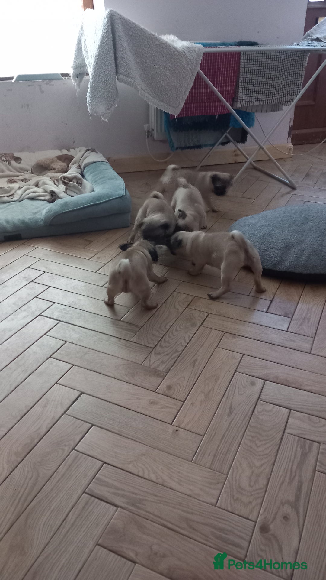 Pug dogs for sale: Pug puppies boys and girls  - Image 10