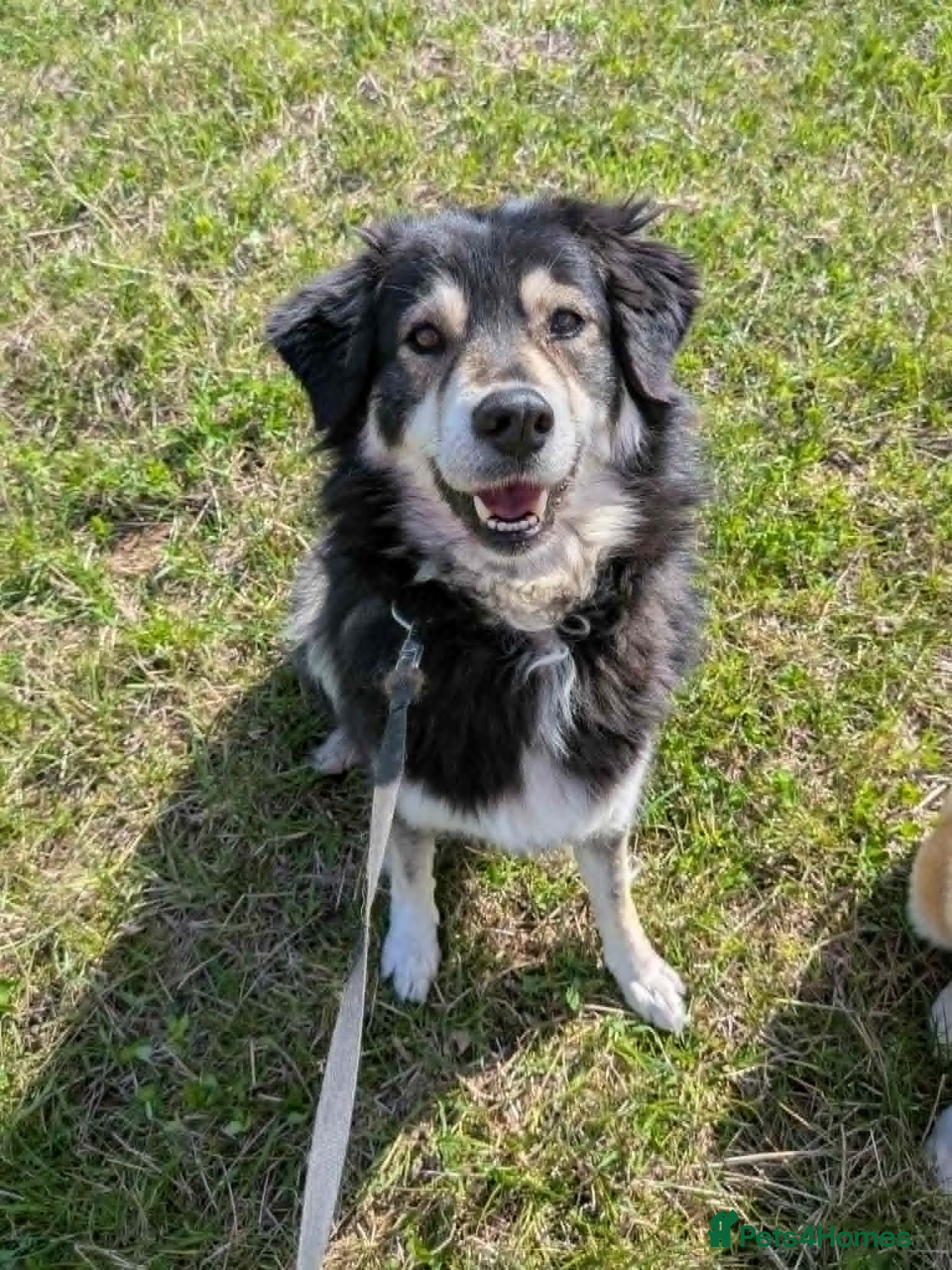 Mixed Breed dogs Ivy, 2018. Sweet girl. - Advert 1