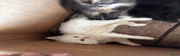 Scottish Fold cats for sale: Scottish fold Turkish angora  - Advert 8