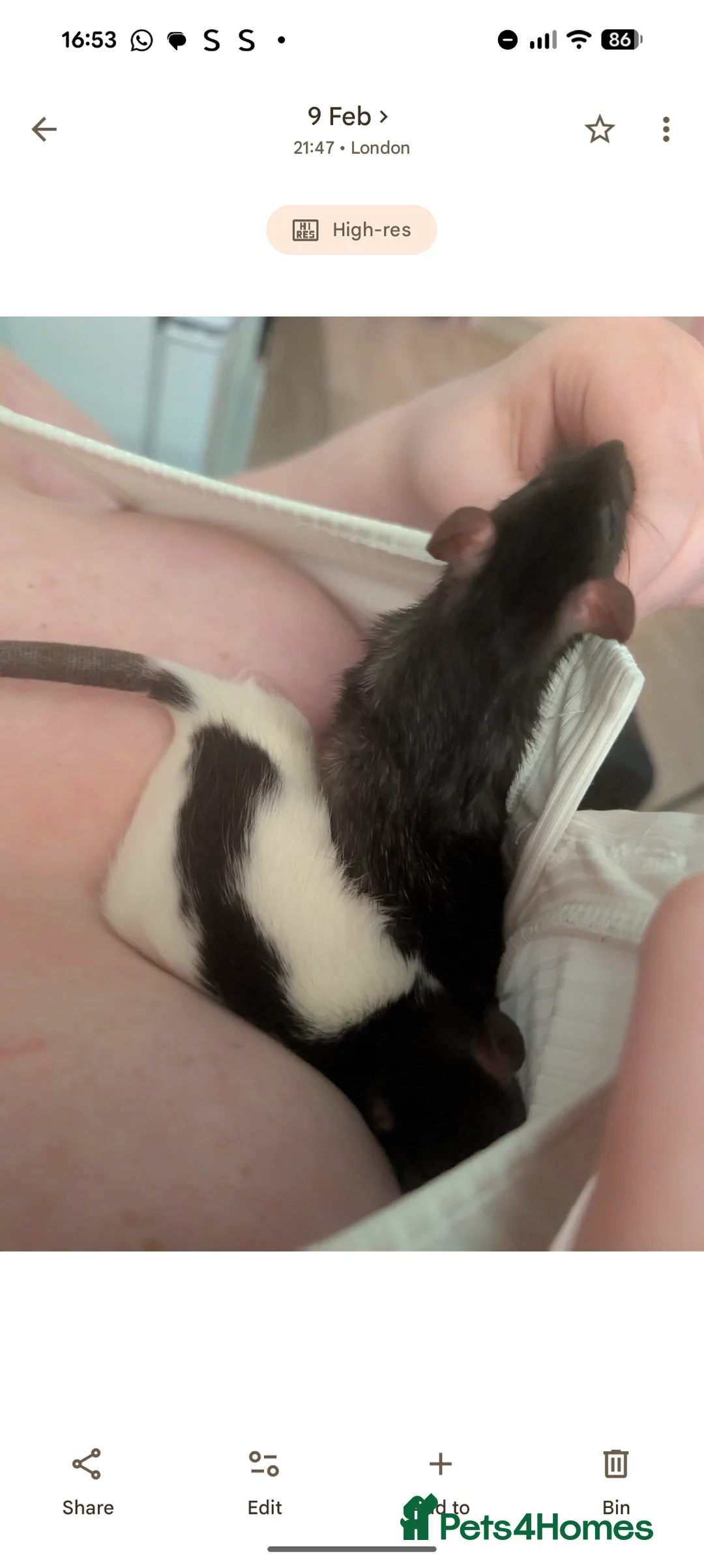 Rat rodents for sale: 2x all black and black and white male Rats in London - Advert 8