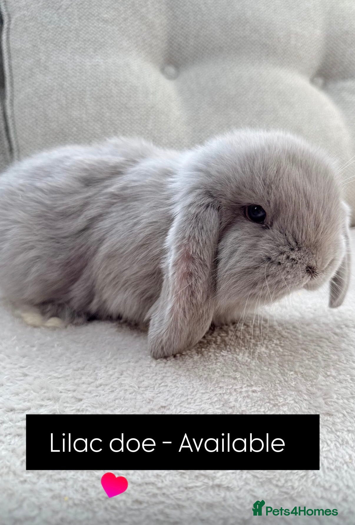 French Lop rabbits French Lop rabbits - Moorside Lops  - Advert 6