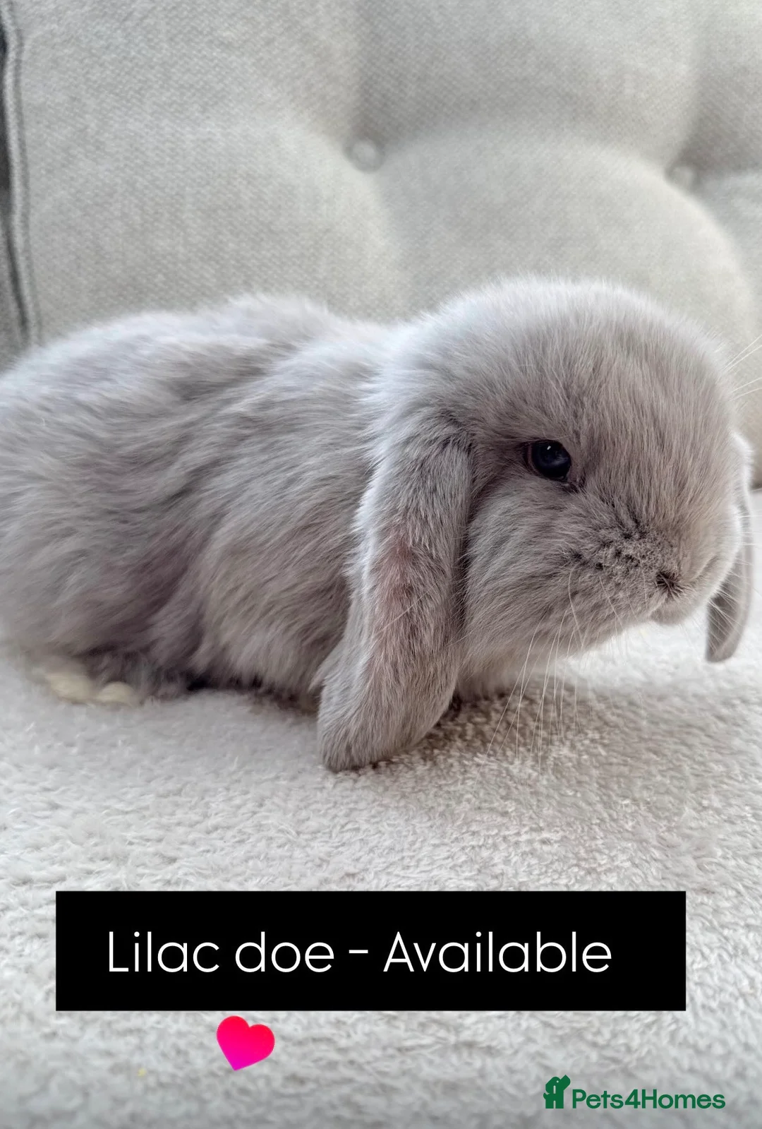 French Lop rabbits for sale: French Lop rabbits - Moorside Lops  - Advert 1