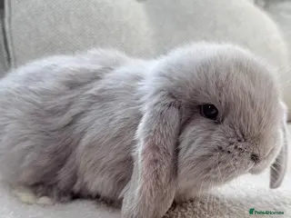 French Lop rabbits French Lop rabbits - Moorside Lops - Advert 7