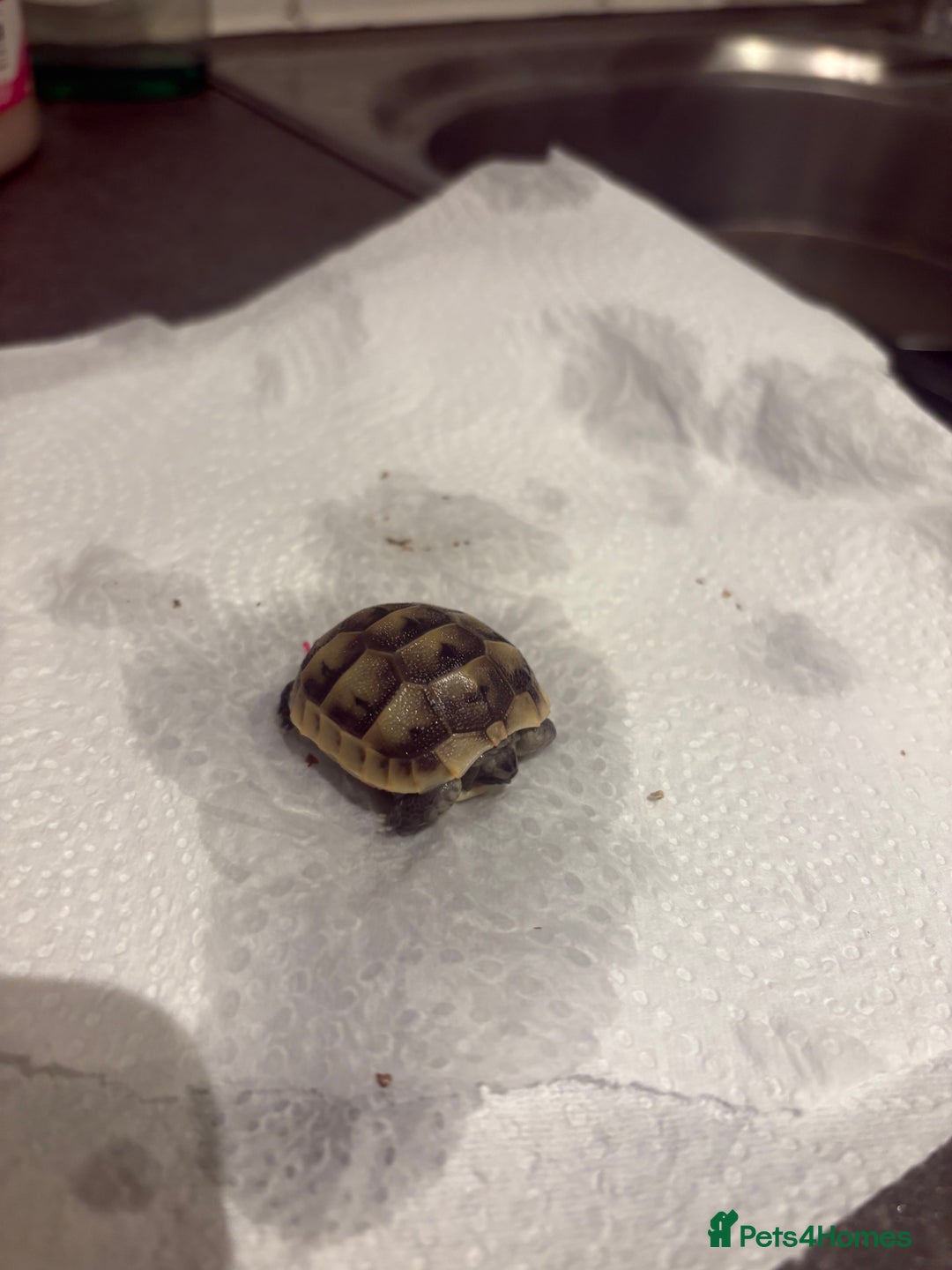 Tortoise reptiles for sale: Baby Spur thigh tortoises  - Image 8