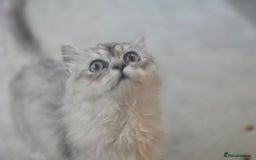 Persian cats for sale: silver chinchilla persian male - Image 8