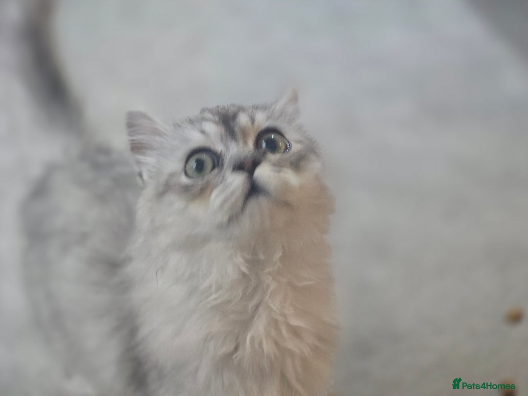 Persian cats for sale: silver chinchilla persian male - Image 8