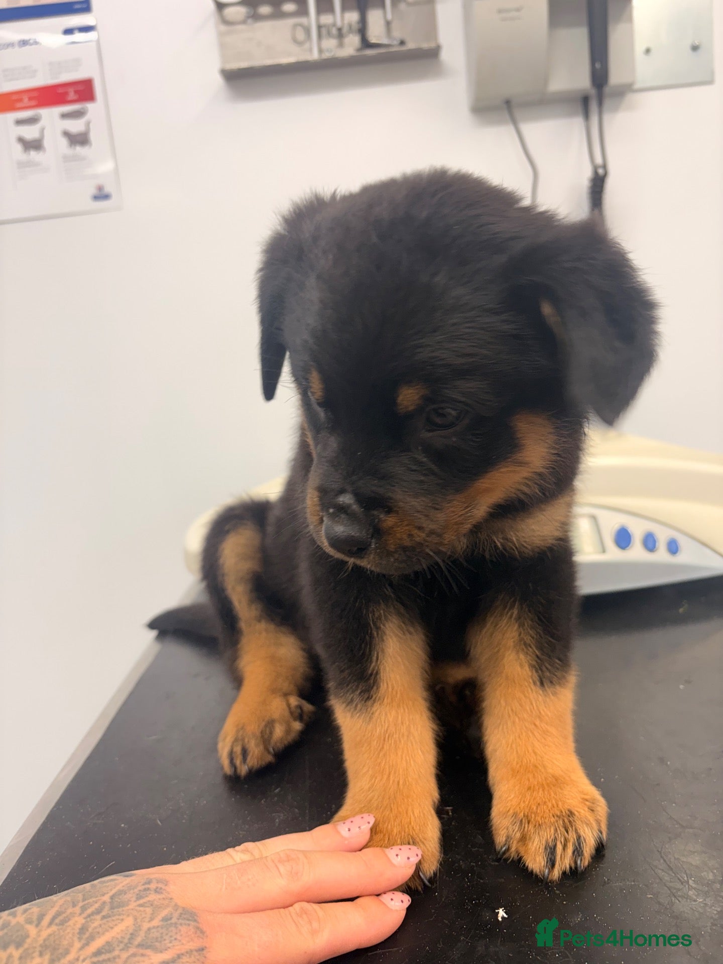 Rottweiler dogs LAST PUP  - Advert 15