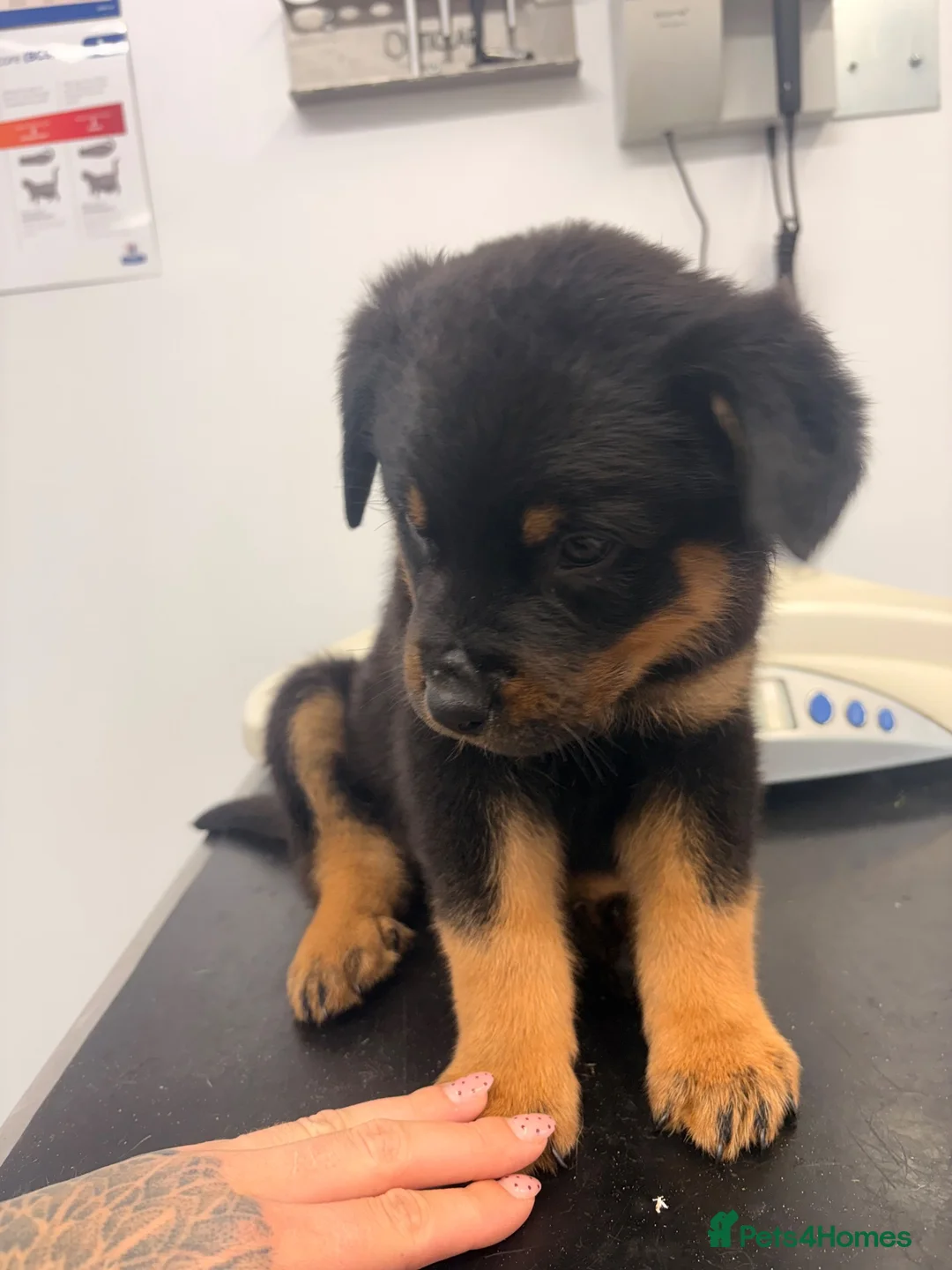 Rottweiler dogs for sale: Female left  - Advert 2
