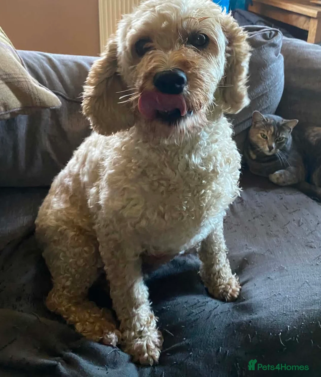 Cavapoo dogs for sale: Cavapoo F2B puppies  - Advert 2