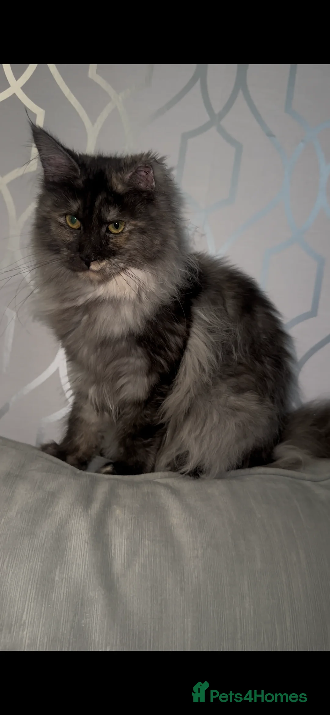 Maine Coon cats for sale: TICA Registered Female - Advert 1