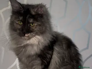 Maine Coon cats TICA Registered Queen - Advert 1