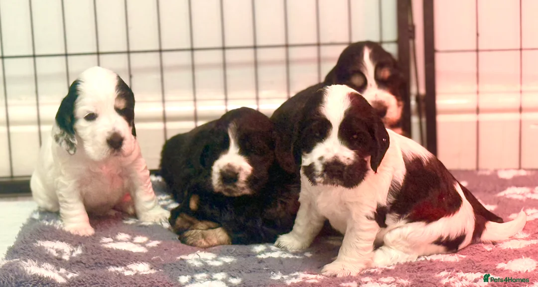 Cocker Spaniel dogs for sale: Show Cocker Spaniels for sale  - Advert 4