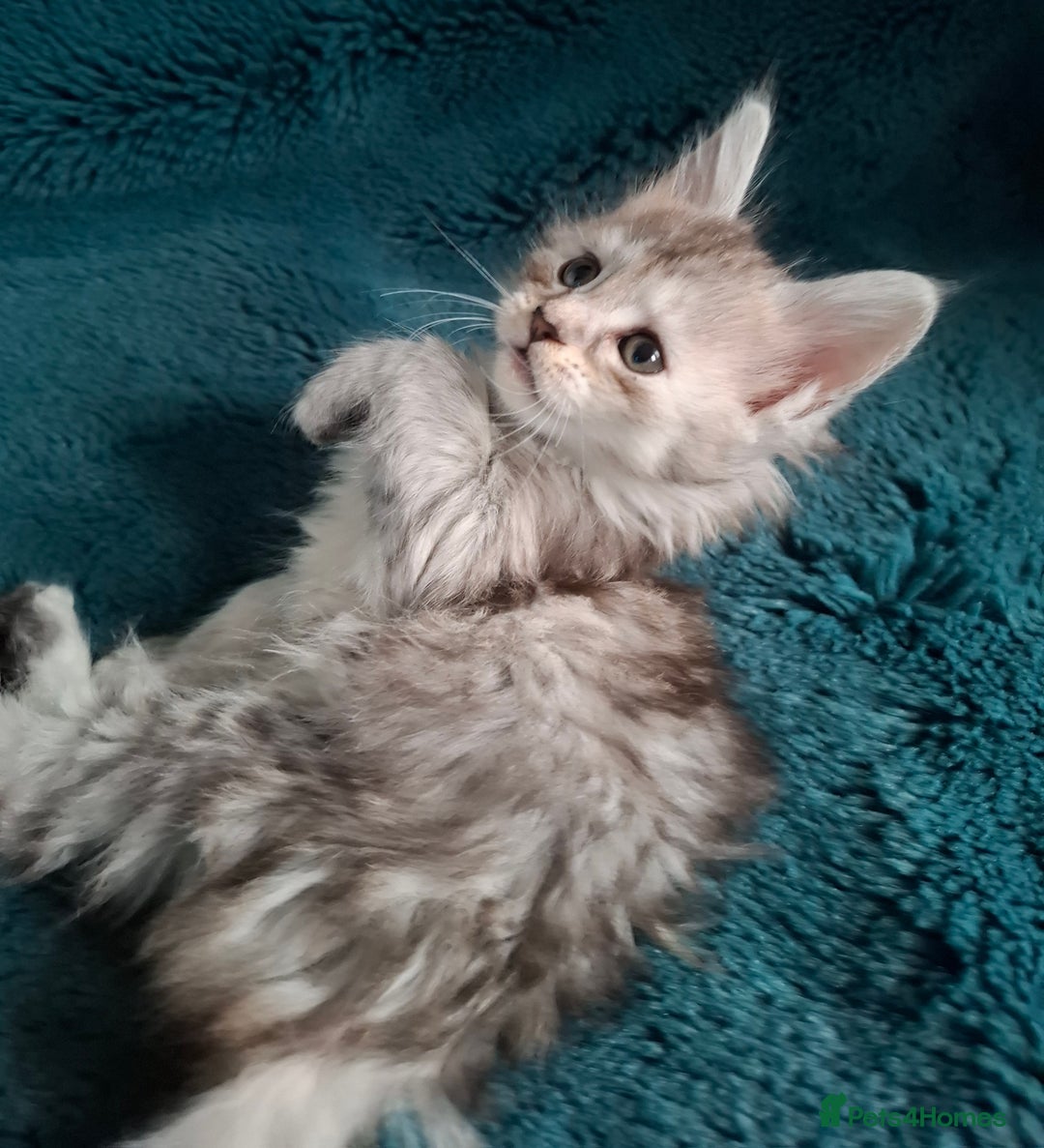 Maine Coon cats for sale: Tica Registered Maine Coon Kittens - Advert 9