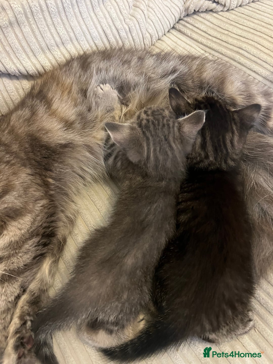 Domestic Shorthair cats for sale: 3 kittens for sale - Image 10