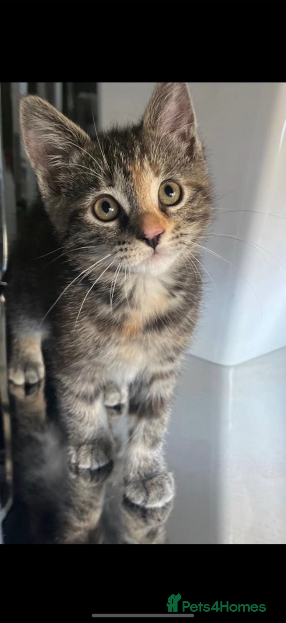 Mixed Breed cats 4 Beautiful Kittens looking for their new home  - Advert 2