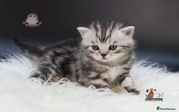 Scottish Fold cats for sale: LICENSED CATTERY, PURE BREED TOP QUALITY KITTENS - Image 21