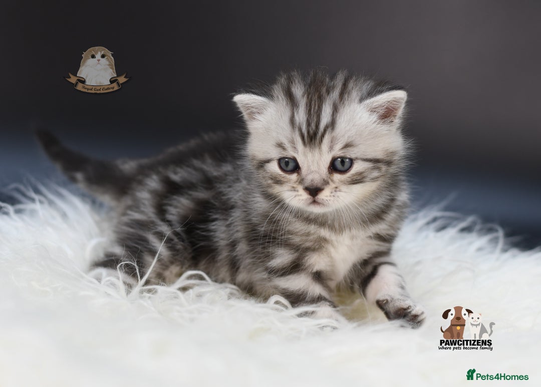 Scottish Fold cats for sale: LICENSED CATTERY, PURE BREED TOP QUALITY KITTENS - Image 21