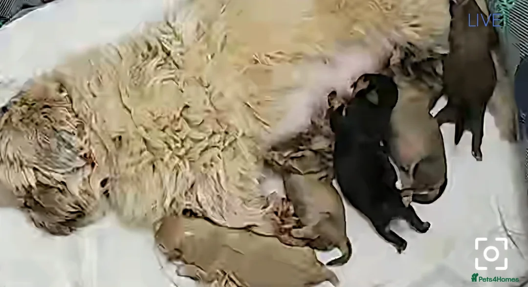 Shih Tzu dogs for sale: Beautiful shih txu pups - Advert 2