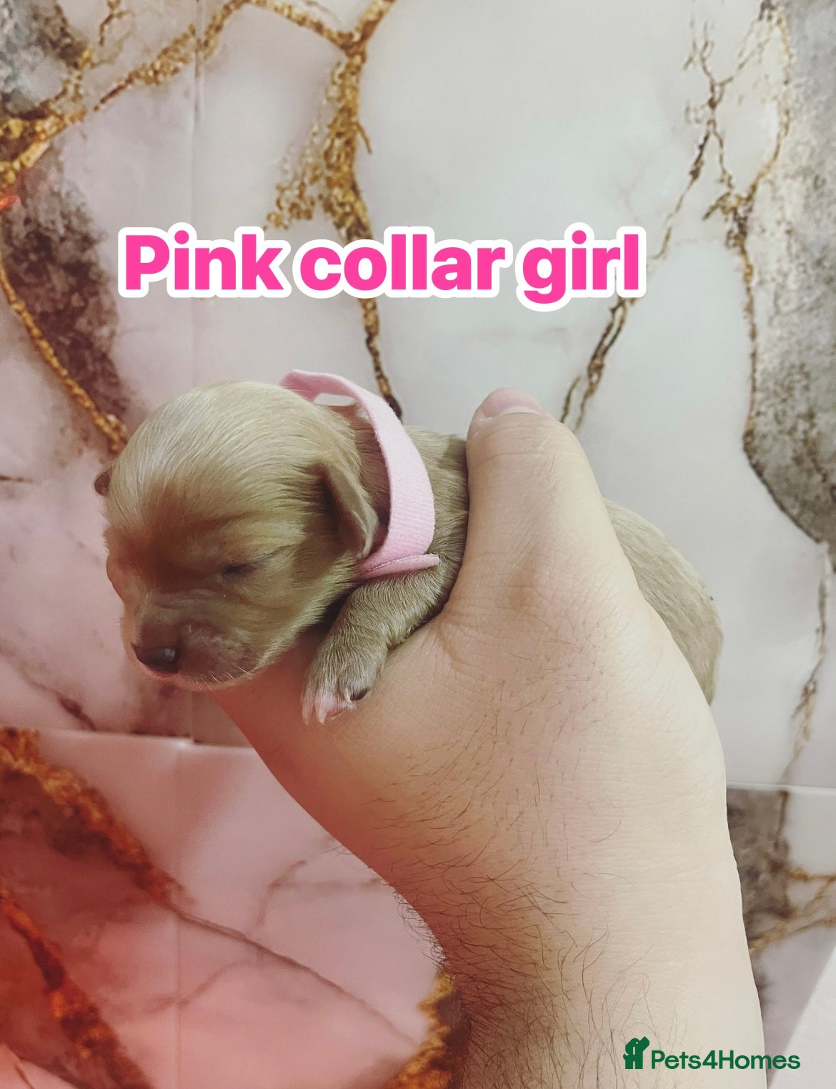 Cavapoo dogs ❤️🐶🌟Gorgeous F1 Cavapoo Puppies Available 🩷😍💙 in Blackburn - Advert 2