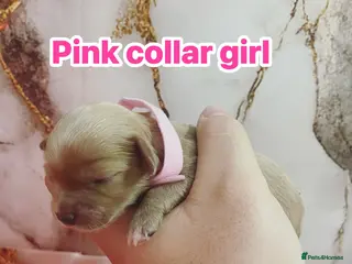 Cavapoo dogs ❤️🐶🌟Gorgeous F1 Cavapoo Puppies Available 🩷😍💙 in Blackburn - Advert 2