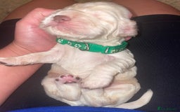 Cocker Spaniel dogs for sale: Cockerspaniel puppies x3 left  - Image 7