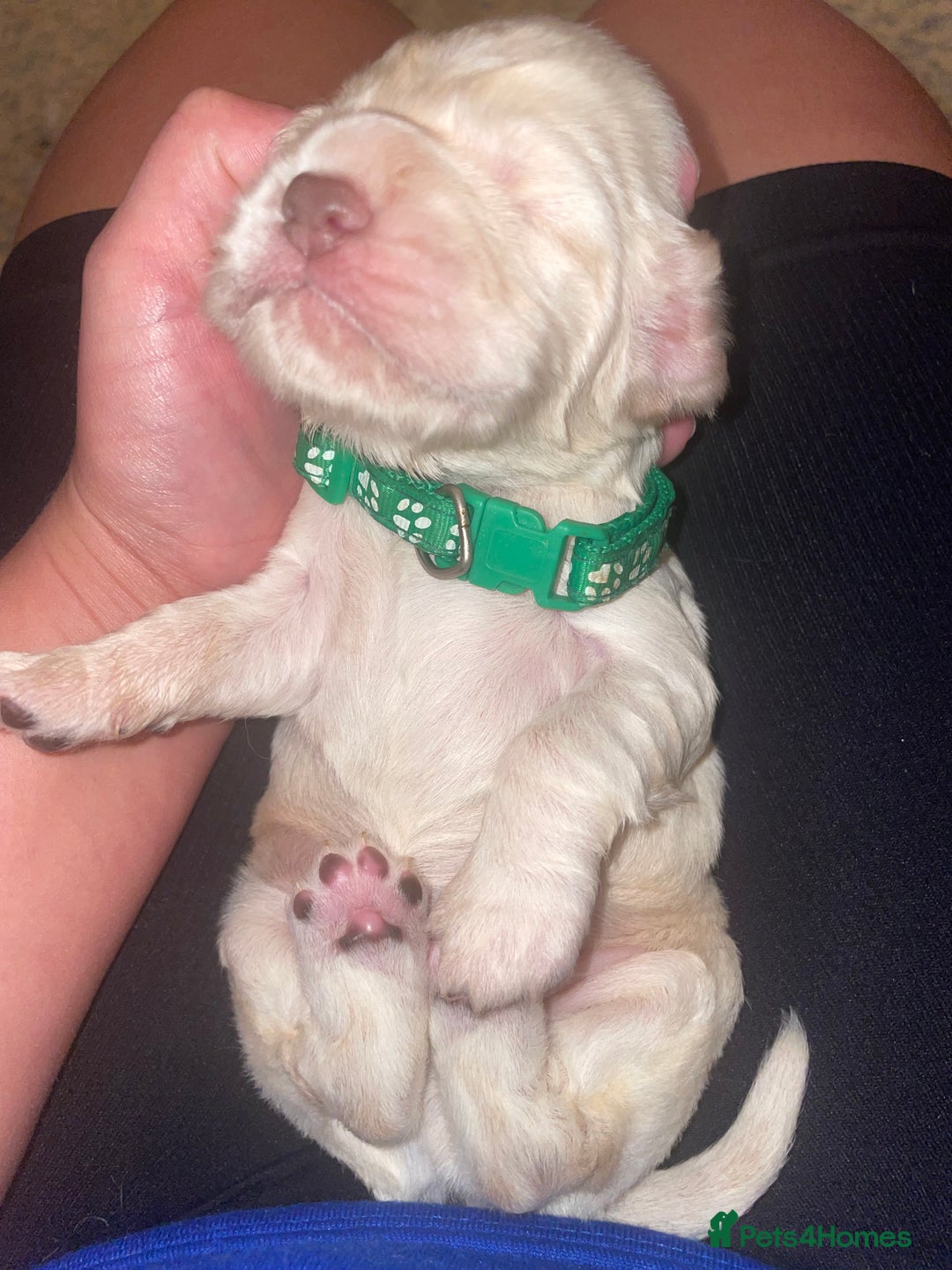 Cocker Spaniel dogs for sale: Cockerspaniel puppies x3 left  - Image 7