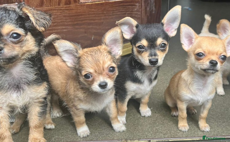 Chihuahua dogs - Advert 4