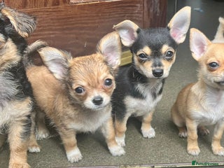 Chihuahua dogs - Advert 34