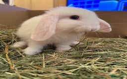 Mini Lop rabbits for sale: White. Blue eyed bunny. Ready to go.  - Image 3