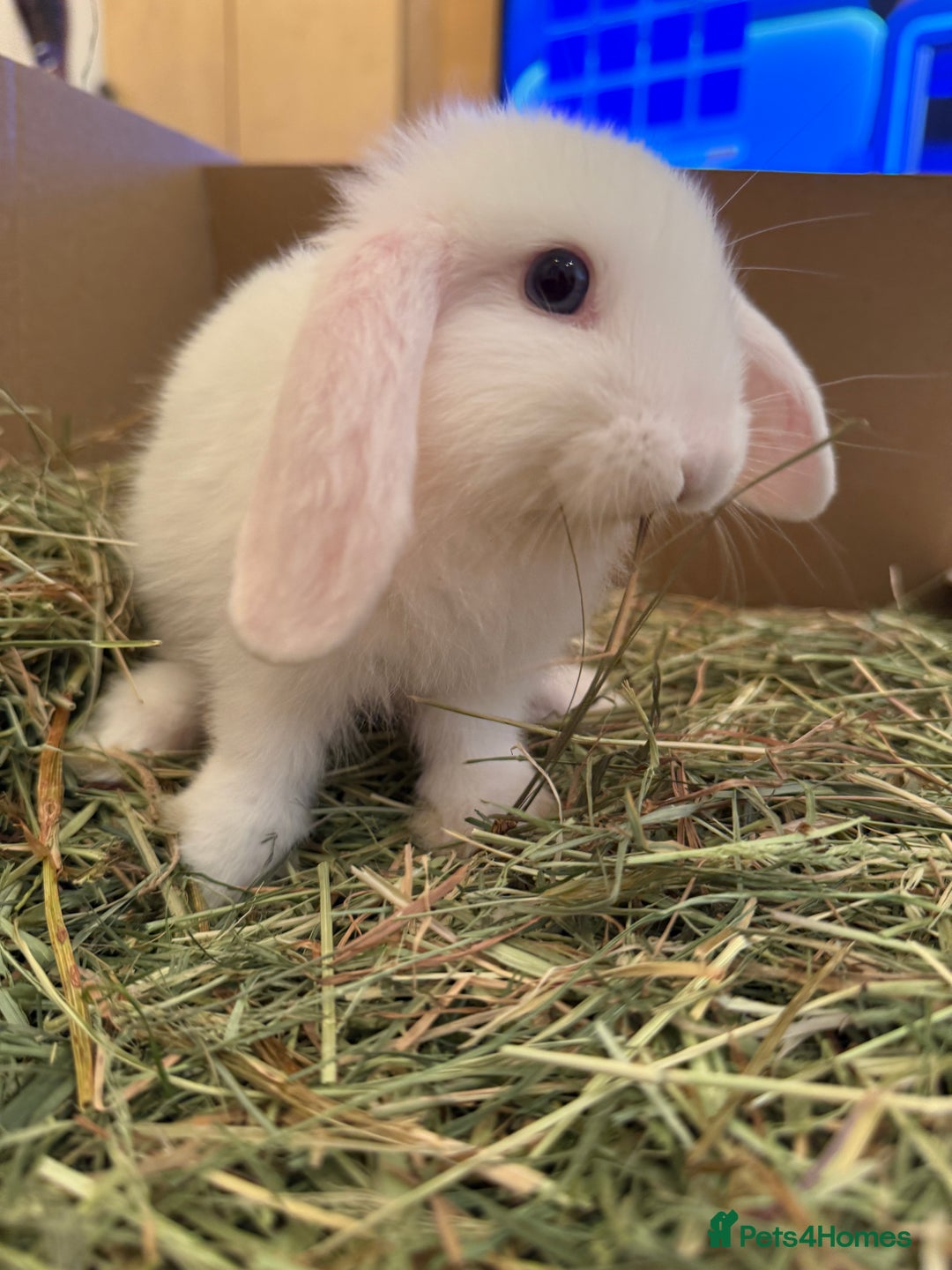 Mini Lop rabbits for sale: White. Blue eyed bunny. Ready to go.  - Image 3