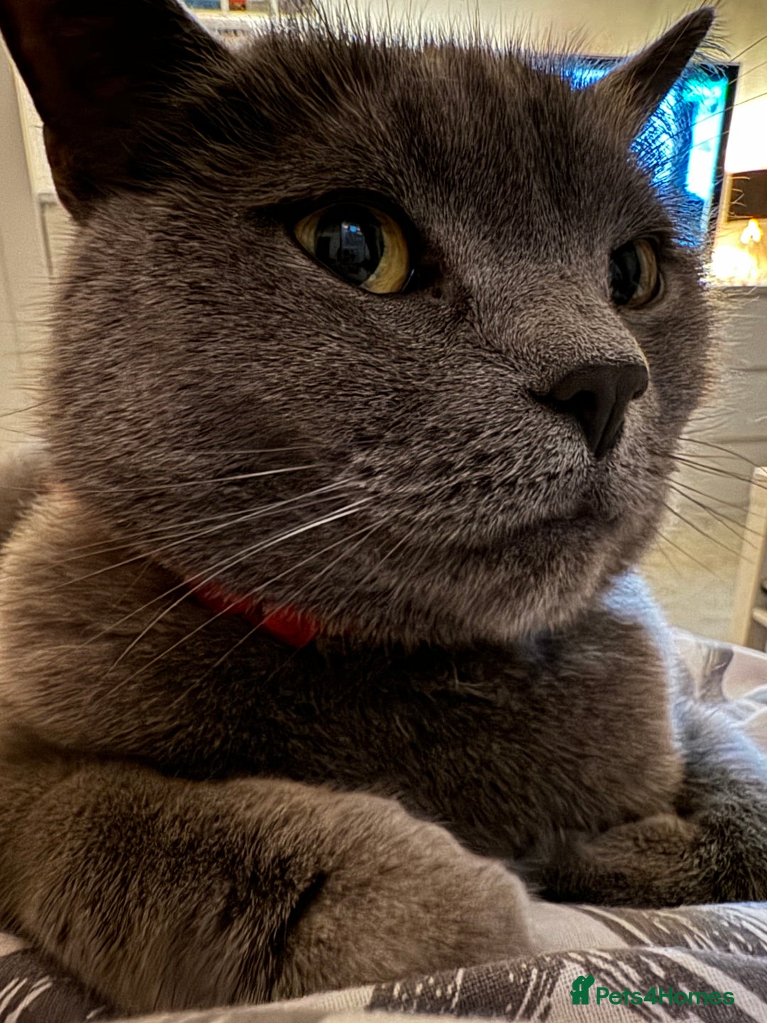 British Shorthair cats for sale: Miss CoCo  - Advert 6