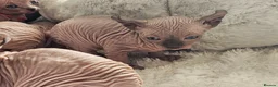 Sphynx cats for sale: 5 star kittens for 5 star homes - Advert 16
