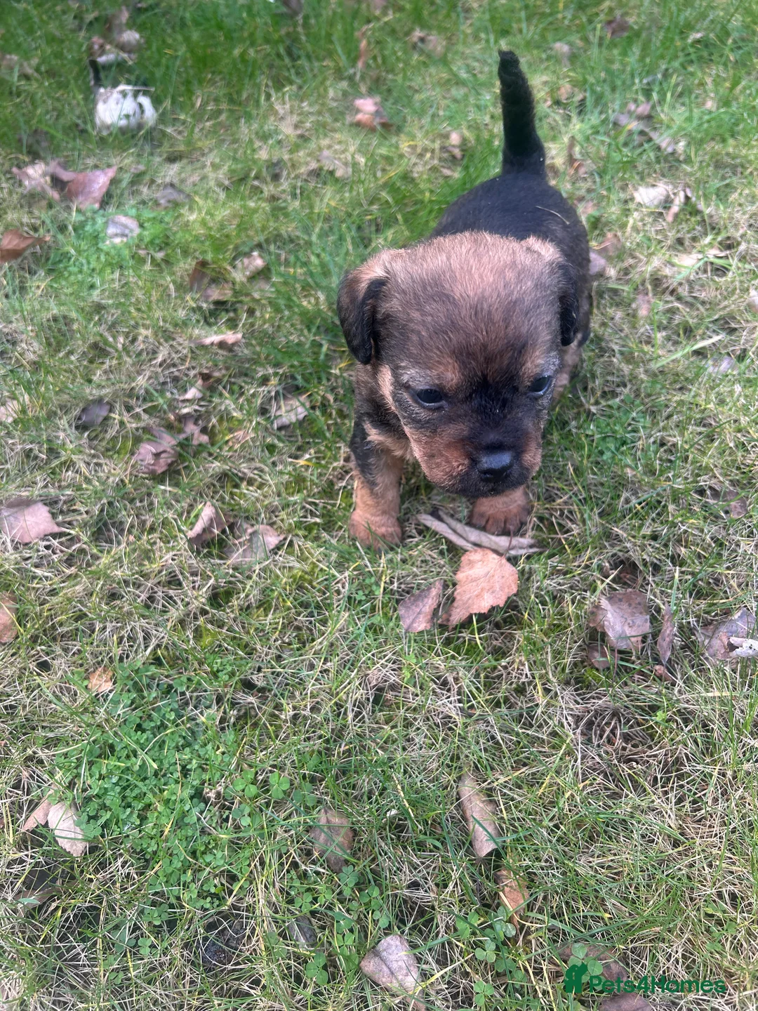 Patterdale Terrier dogs for sale: Stunning Patterdale pups  - Advert 4