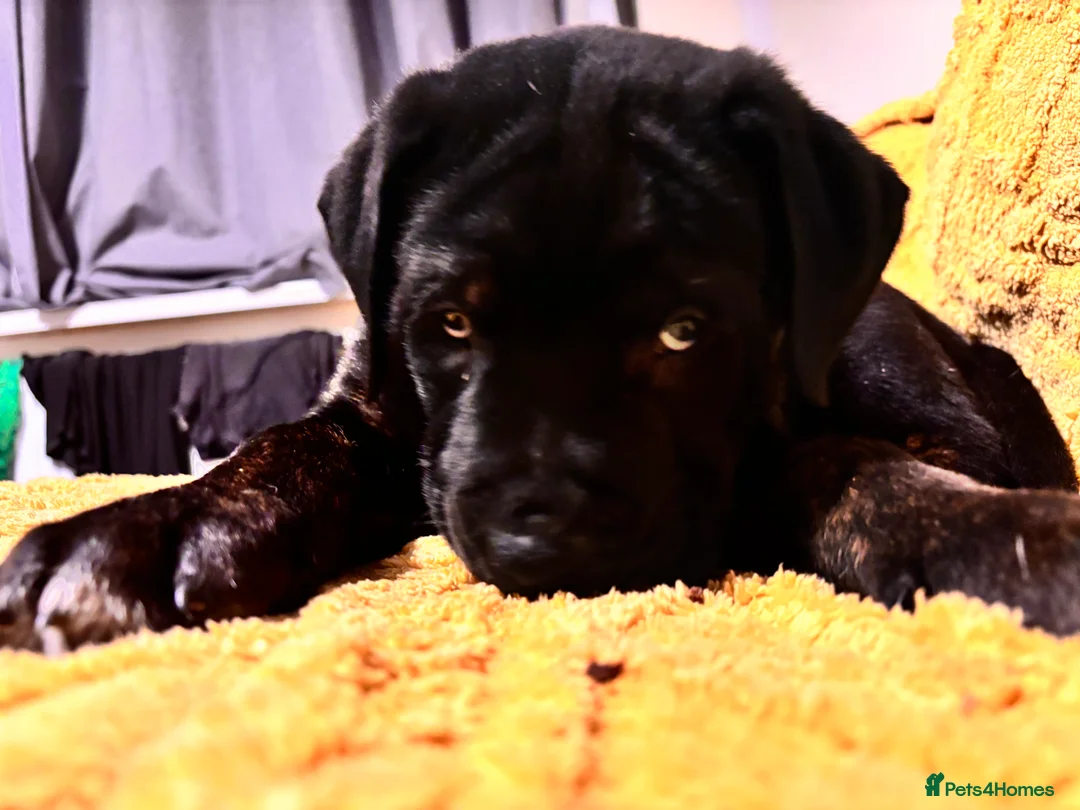 Mixed Breed dogs for sale: Rottweiler cross mixed breed - Advert 10