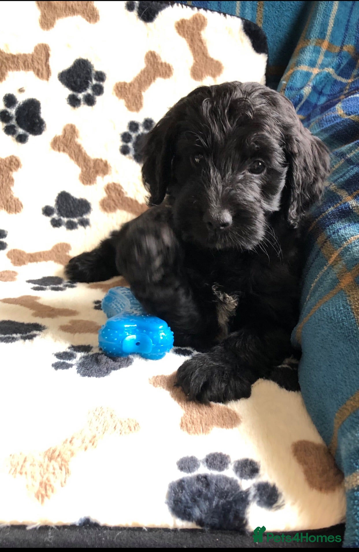 Cockapoo dogs Exclusive cockapoo puppies . - Advert 1