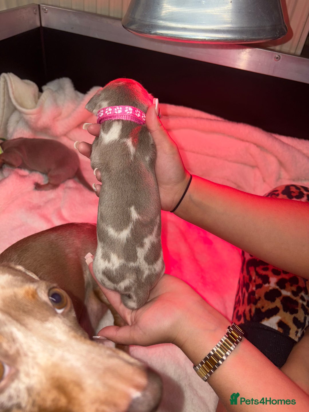 Miniature Dachshund dogs for sale: 4 Beautiful isabella Tan&Dapple mini dachshunds - Advert 10