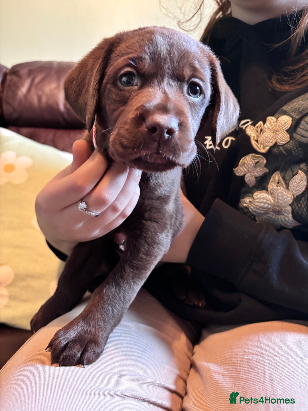 Labrador Retriever dogs for sale: Chocolate and Black Labrador Puppies - Advert 33