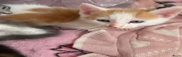 Mixed Breed cats for sale: Beautiful kittens  - Advert 9