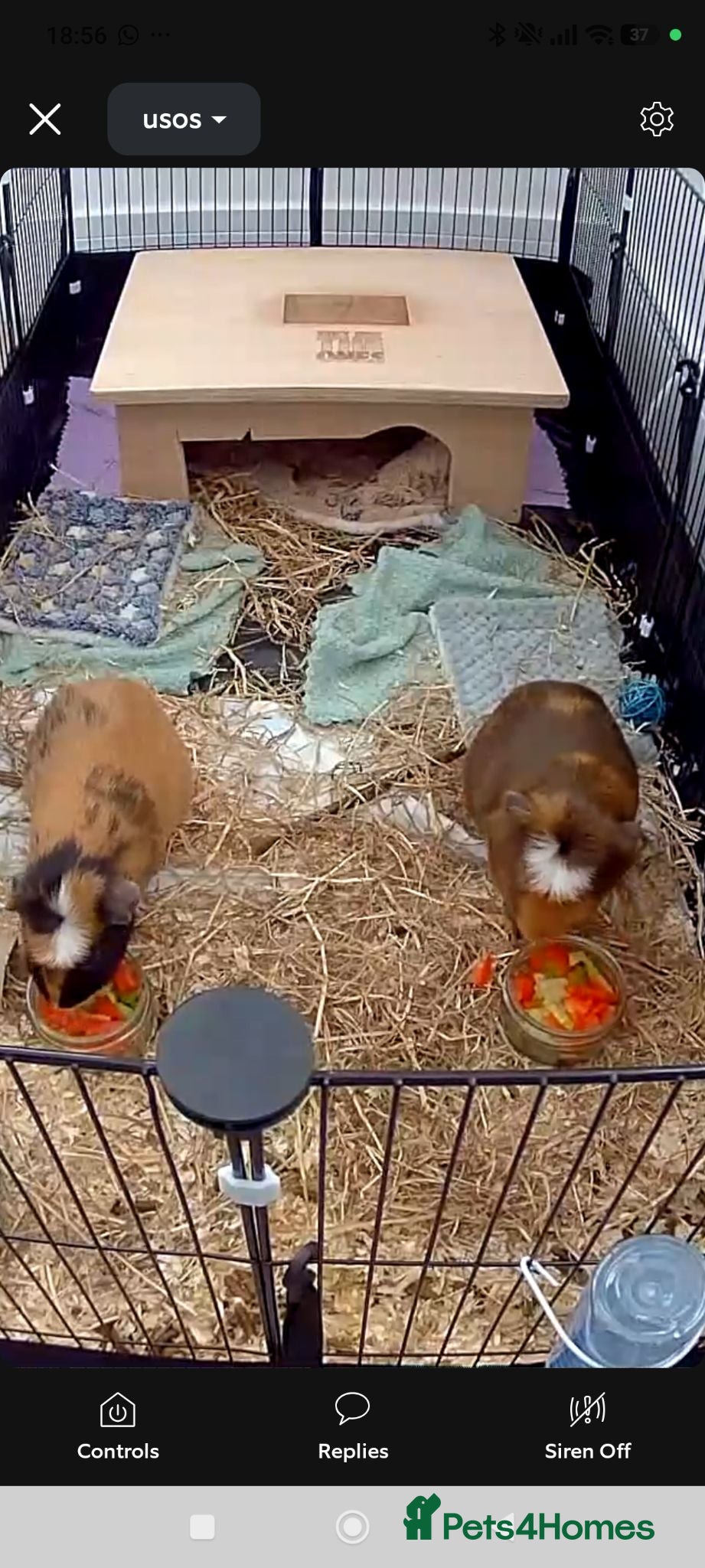 Guinea Pig rodents 2 guinea pigs - Advert 1