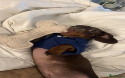 Dachshund dogs for sale: Dahschund - Image 1