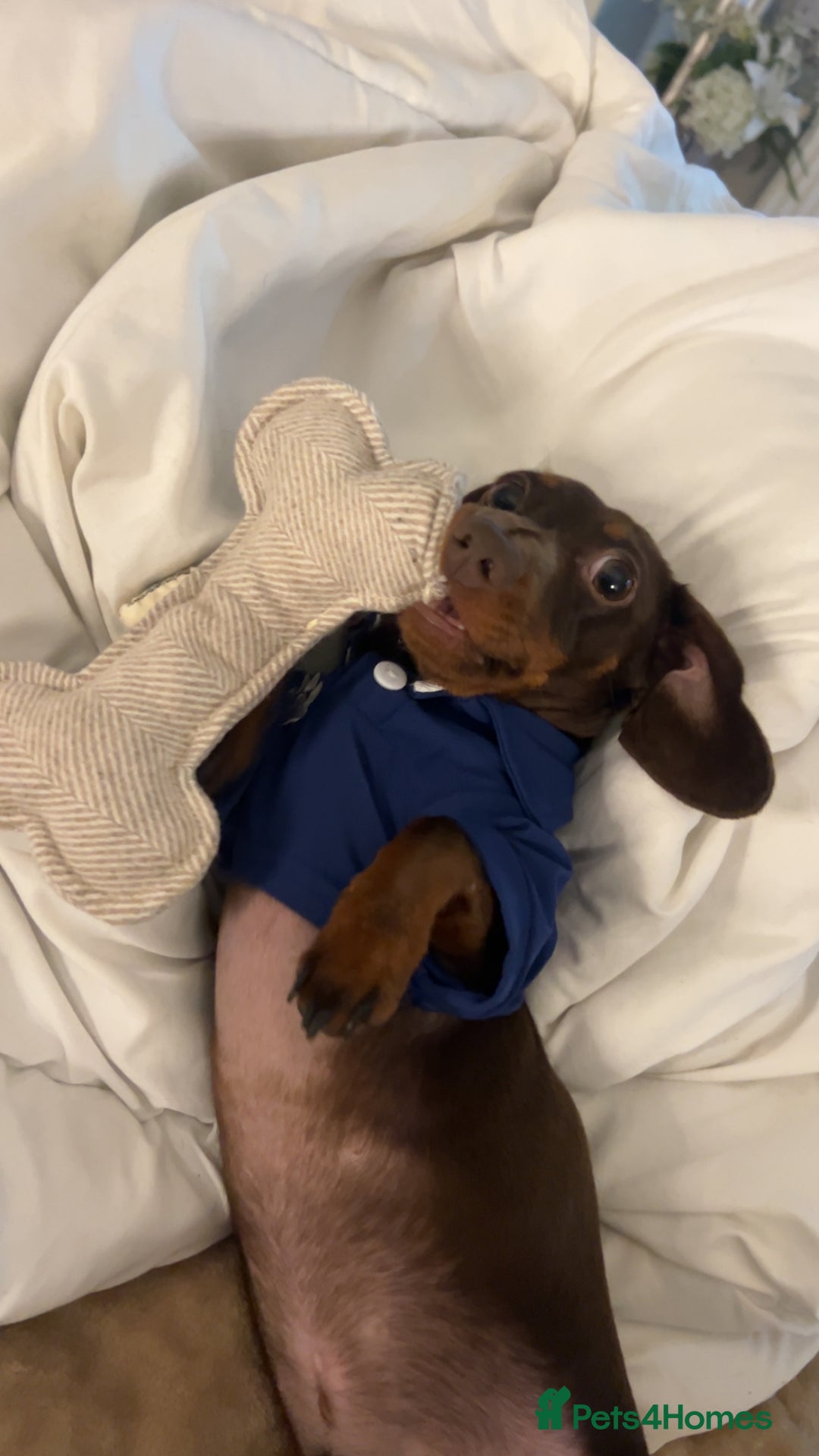 Dachshund dogs for sale: Dahschund - Image 1