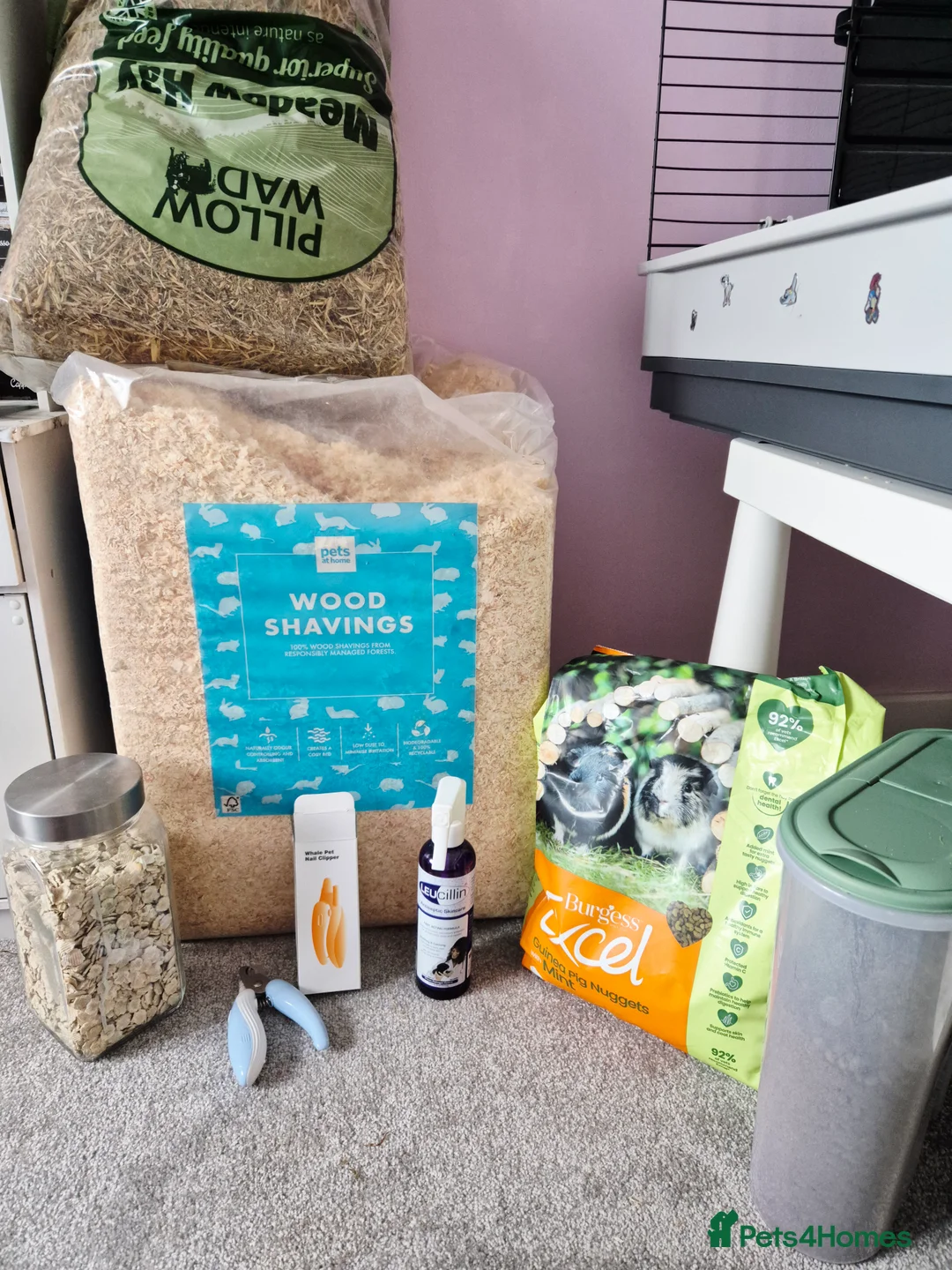 Guinea Pig rodents for sale: Bonded Boar Pair  - Advert 4