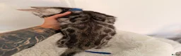 Bengal cats for sale: Exceptional Silver Bengal Kittens - Advert 1