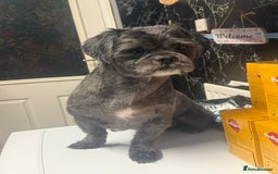 Shih Tzu dogs for stud: Beautiful boy for stud - Image 6