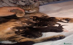 Mixed Breed cats for sale: 3 tabby male kittens and 1 black and white female  - Image 3
