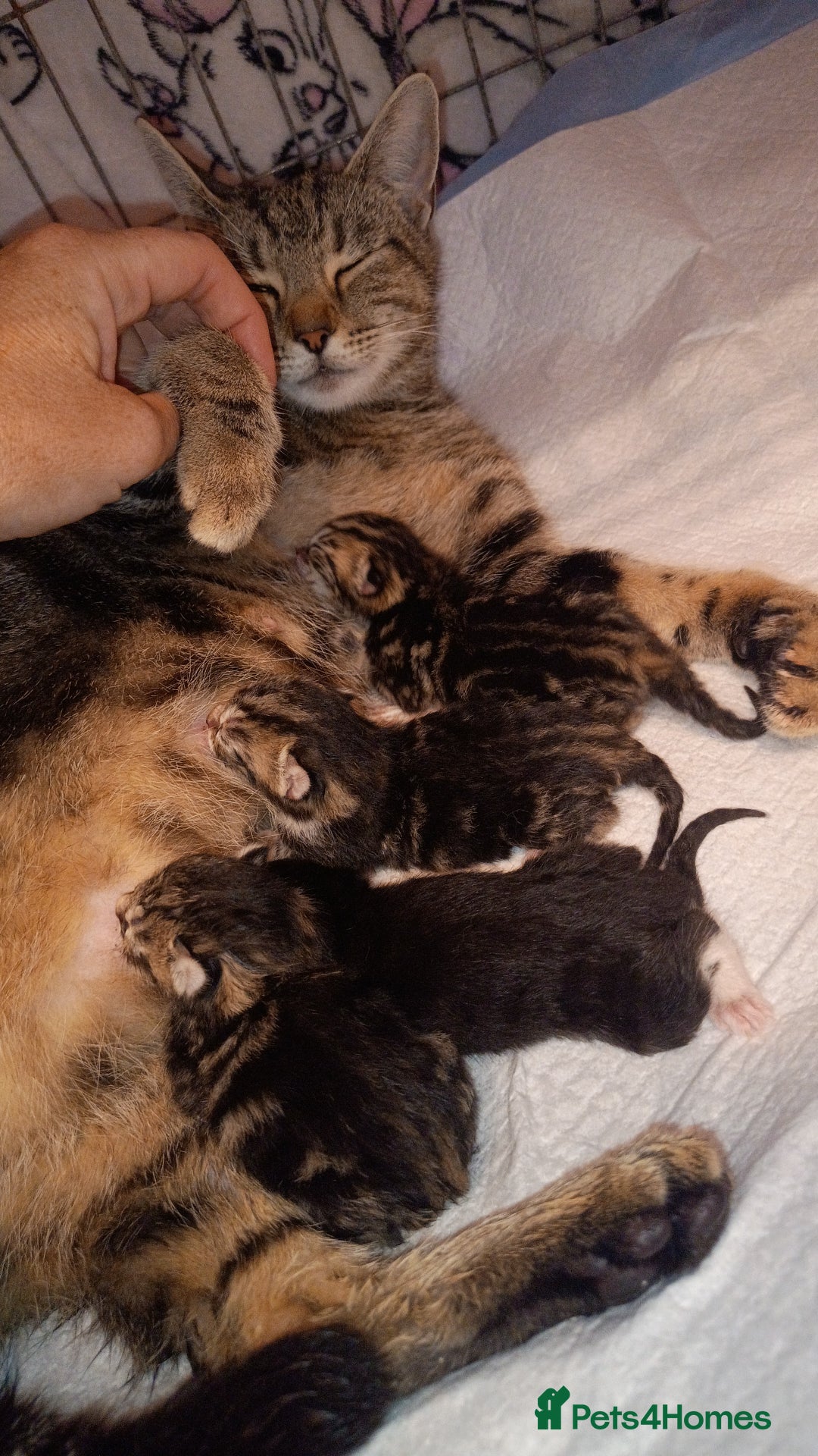 Mixed Breed cats for sale: 3 tabby male kittens and 1 black and white female  - Image 3