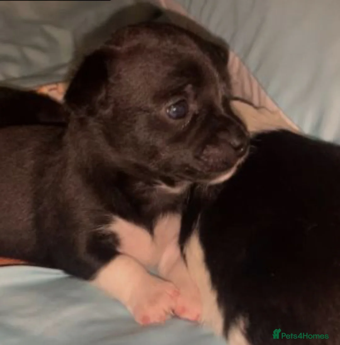 Mixed Breed dogs for sale: Chihuahua x Jack Russell puppies - Advert 7