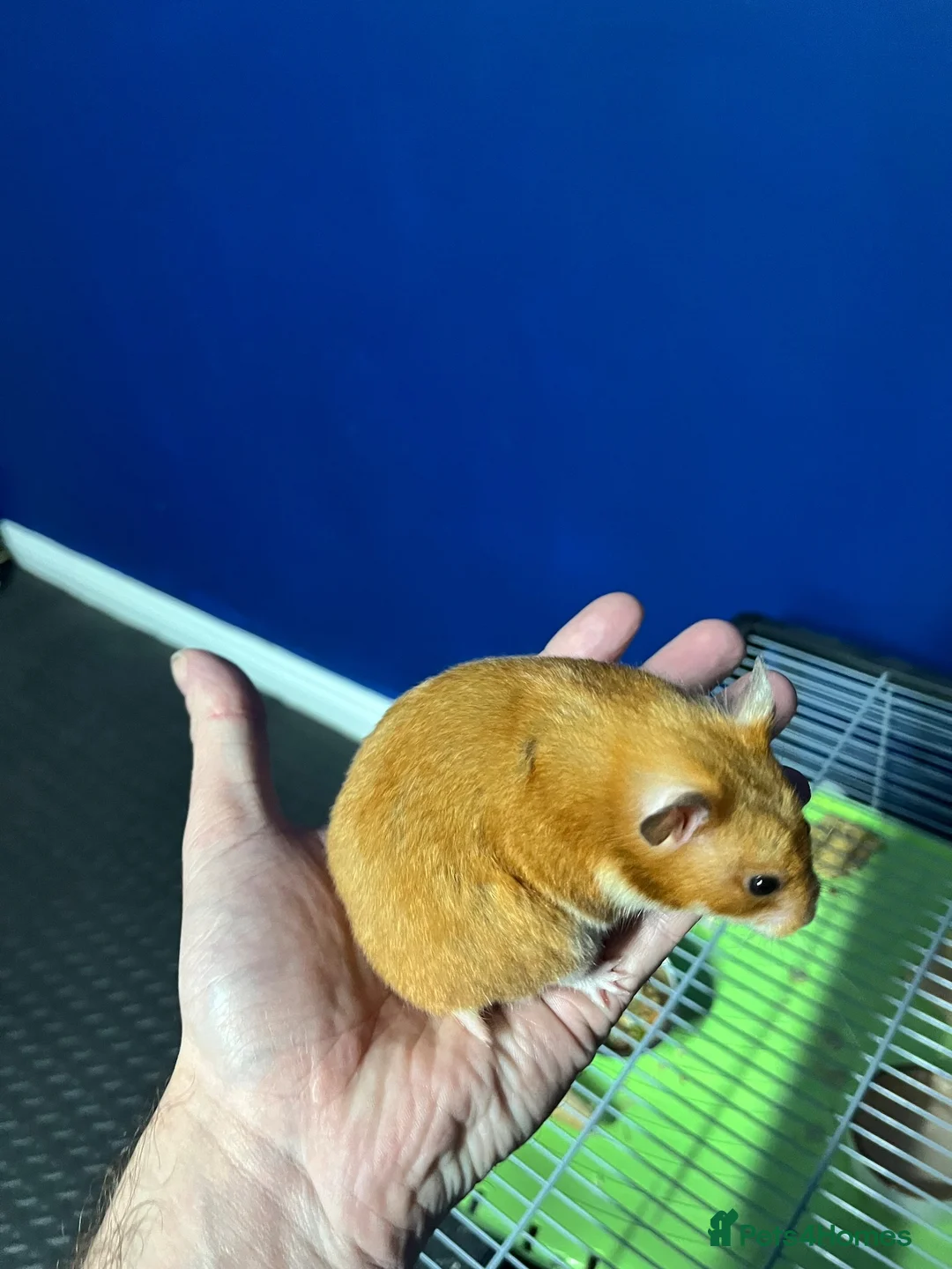 Hamster rodents for sale: Syrian hamster  - Advert 1